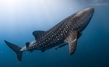 Whale Shark snorkelling - Fiyavalhu Resort Maldives